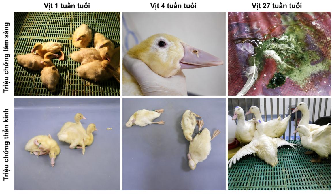 3. Triệu chứng lâm sàng.jpg