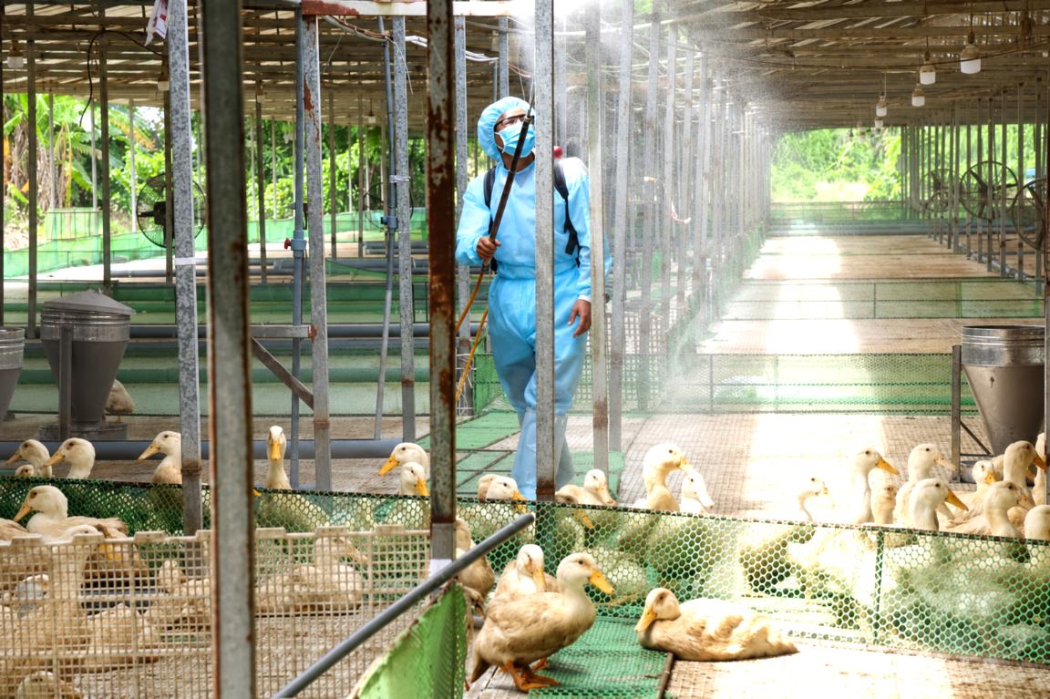 6. Thực hiện an toàn sinh học trong chăn nuôi vit.jpg