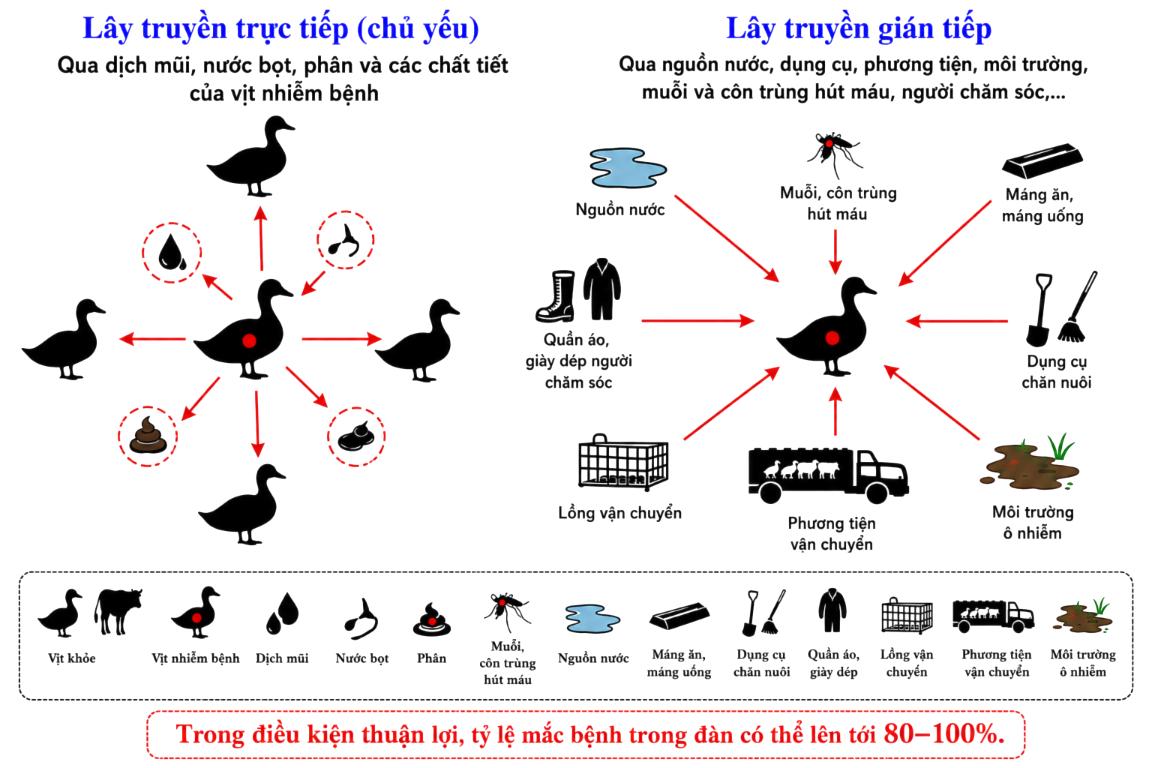 2. Sơ đồ các đường lây truyền.jpg